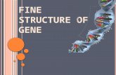 Fine Structure of Gene- Biotechnology, Microbiology PPT Download