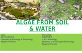 Shrihith's ppt on isolation of algae from soil & water
