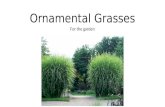 Ornamental grasses January 2017
