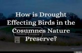 How is Drought Affecting Birds in the Cosumnes Nature Preserve?