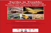 Turtles in Trouble: The World's 25+ Most Endangered Tortoises and ...