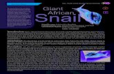 Giant African
