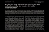 Root canal morphology and its relationship to endodontic procedures
