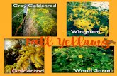 Fall wildflowers: yellows