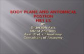 Medical terminology of anatomical positions