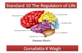 Std10 - The Regulators of Life