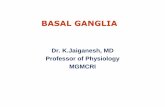 3.basal ganglia kjg