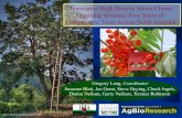 Innovative High Density Sweet Cherry Training Systems: Five Years ...