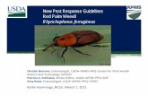 New Pest Response Guidelines Red Palm Weevil Rhynchophorus ...