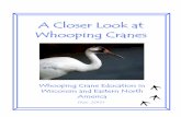 Complete Crane Trunk Manual: A Closer Look at Whooping Cranes
