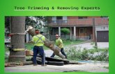 Expert Tree Removal Services in Fairfax VA