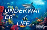 Underwater life