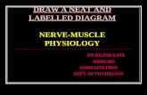 DRAW A NEAT DIAGRAM - NERVE-MUSCLE PHYSIOLOGY
