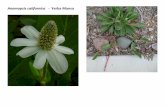 Anemopsis californica    web show