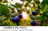 Edible Plants that Also Look Great