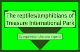 The reptiles amphibians of treasure international park   common presentation by team 7