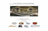 Lake Titicaca's Frog (Telmatobius culeus) Conservation Strategy ...