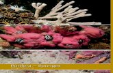 Porifera – Sponges