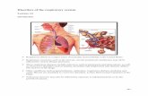 Lecture 14 disorders of the respiratory system- Pathology