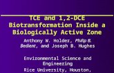 TCE and 1,2-DCE Biotransformation Inside a Biologically Active Zone