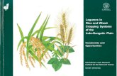 Legumes in Rice and Wheat Cropping Systems of the Indo-Gangetic ...