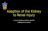 Adaption of the kidney to renal injury