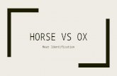 Differenc between meat of Horse and ox