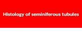 Seminiferous tubules