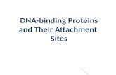 Dna binding protein(motif)
