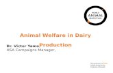 Animal welfare in dairy production