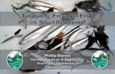 Phil Dionne, Beach spawning, forage fish monitoring