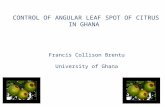 CONTROL OF ANGULAR LEAF SPOT OF CITRUS IN GHANA