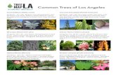 Download Common Trees of Los Angeles