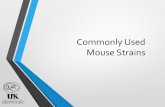 Commonly Used Mouse Strains