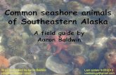 Common seashore animals of Southeastern Alaska A field guide by ...