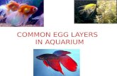Common Egg layers in Aquarium