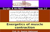 Energetics of muscle contraction