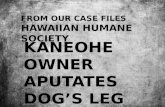 Kaneohe owner amputates dog's leg
