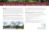 My Ash Tree is Dead… Now What Do I Do? - Emerald