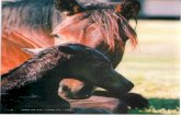 Bringing Up Baby: Early Foal Healthcare (2003 EventingUSA)