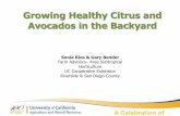 Growing Healthy Citrus and Avocados in the Backyard