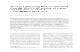The Evf-2 noncoding RNA is transcribed from the Dlx-5/6 ...