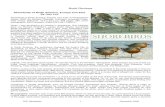 Shorebirds of North America, Europe, and Asia by Richard Chandler