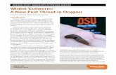 Winter Cutworm: A New Pest Threat in Oregon