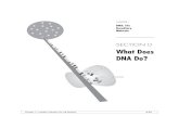 SECTION D What Does DNA Do?