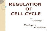 Regulation of Cell cycle- by Chinmayi Upadhyaya