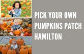 Pick Your Own Pumpkin Patch – Merry Farms Hamilton