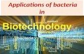 Applications of bacteria in biotechnology.