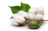 A transgenic approach for controlling Lygus in cotton