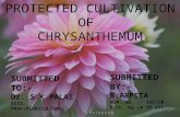 Ppt on chrysanthemum